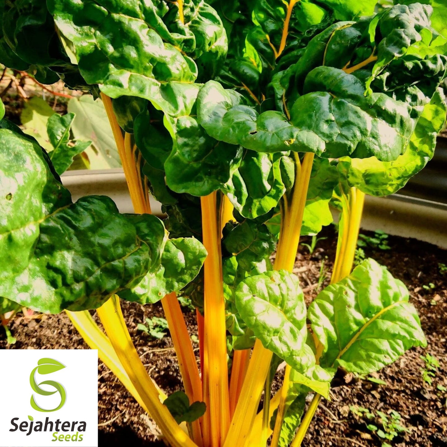 Canary Yellow Swiss Chard Seeds 100 Ct | NON-GMO Vegetable Garden USA