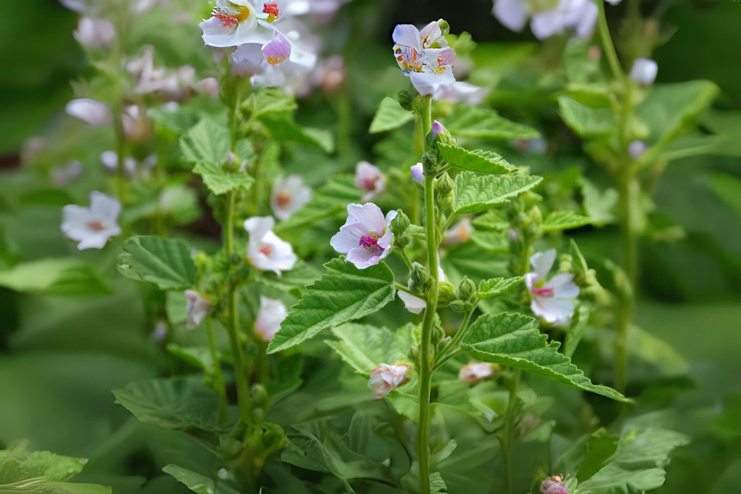Common Marshmallow (Althaea officinalis)