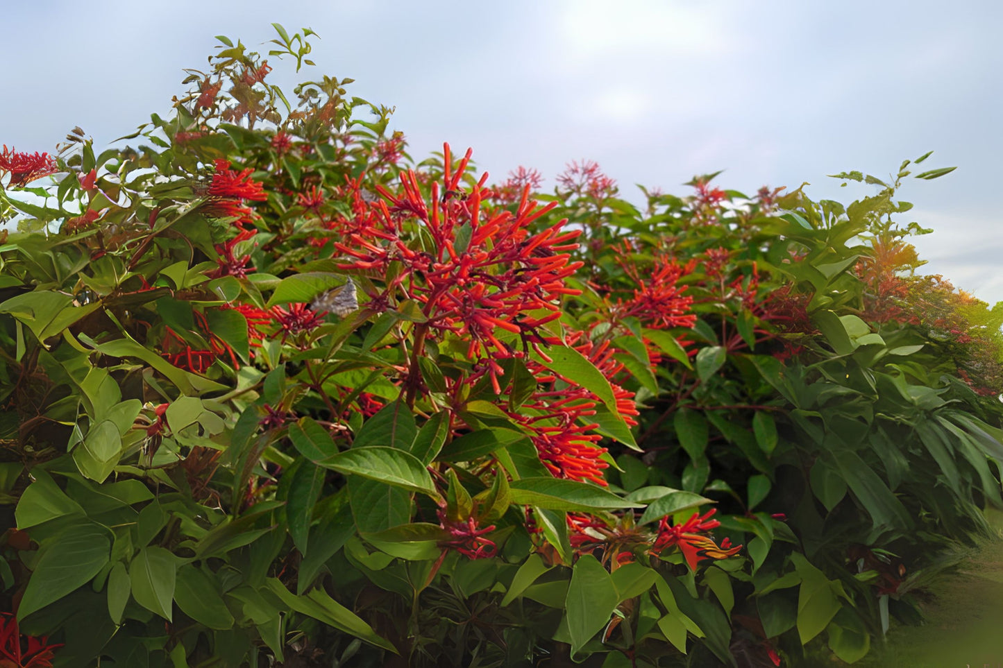 Firebush Plant Starter - 1 Gallon - Bright Red-Orange Blooms - Butterfly Magnet - Hamelia patens - Drought Tolerant, Pollinator Friendly