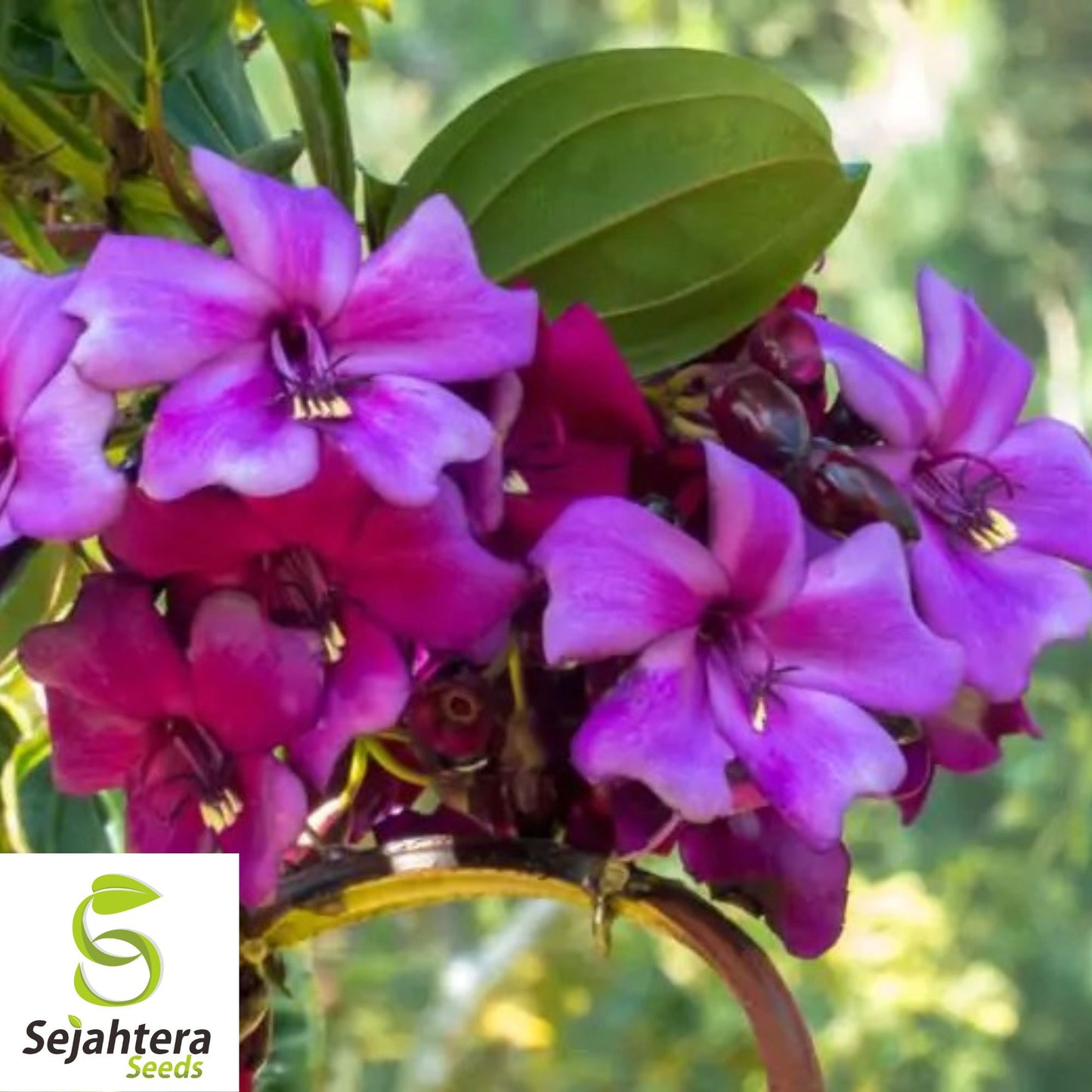 Motley Meriania Seeds {Meriania nobilis} Rare Tropical 5 Seeds