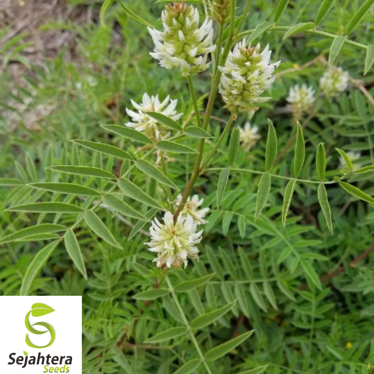 40+ American Licorice Seeds - Glycyrrhiza Lepidota, Organic, Medicinal Herb