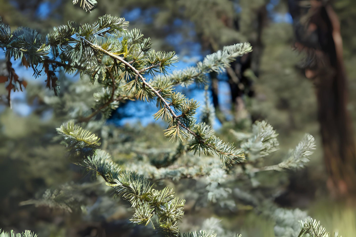 Atlas Cedar (Cedrus atlantic)
