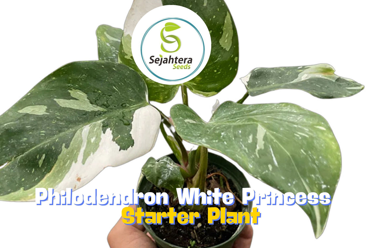 Philodendron White Princess Half Moon – Rare Variegated Aroid in 3" Pot