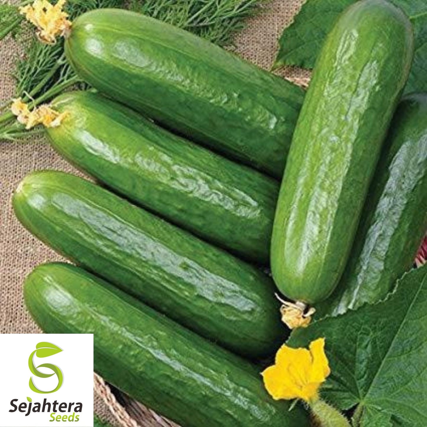 50+ Ashley Long Cucumber Seeds - Non-GMO, Heirloom & Crisp Variety