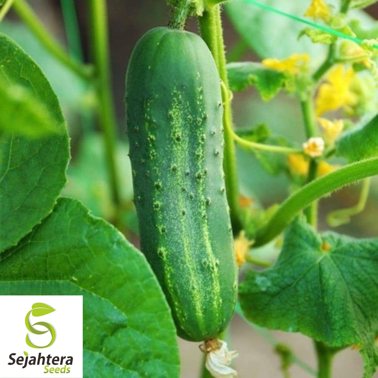 50+ Ashley Long Cucumber Seeds - Non-GMO, Heirloom & Crisp Variety