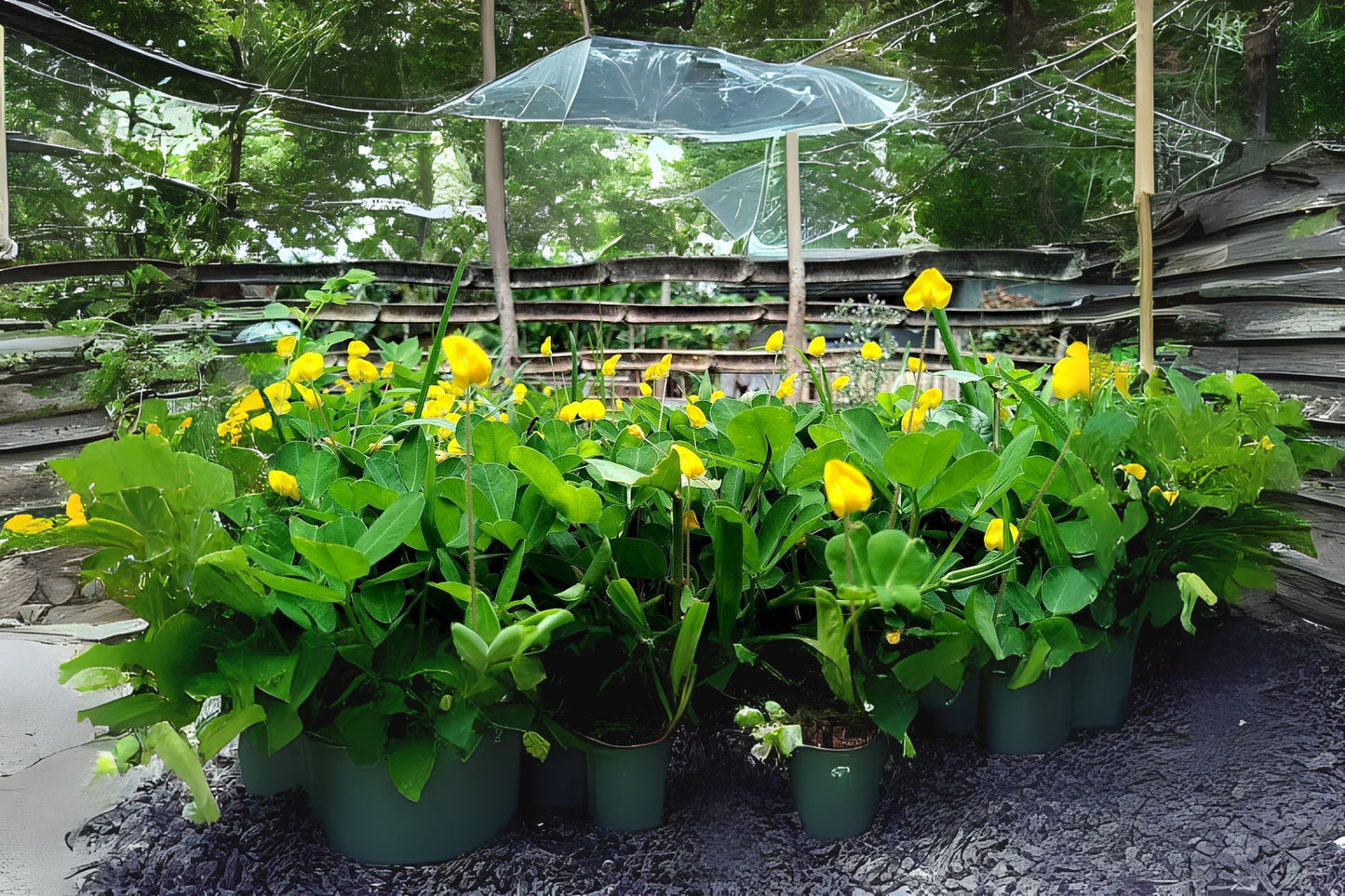 Lush Ornamental Peanut Grass 6in Pot Ground Cover Arachis pintoi Drought Tolerant Perennial Erosion Control Soil Improvement