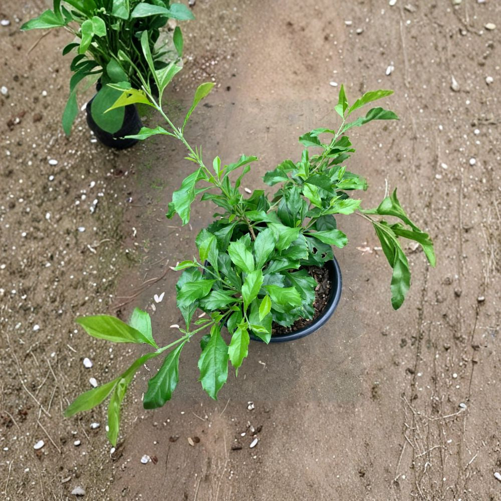 Duranta ‘Sweet Memories’ – Duranta erecta Live Flowering Plant | 3–5 Inches Tall | Ships in 1 Gallon Pot Vibrant Purple Blooms | Pollinator Friendly | Tropical Garden Favorite