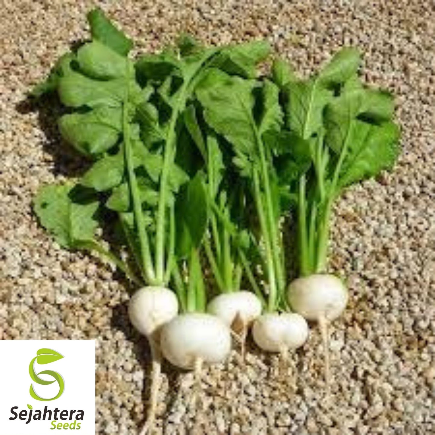 Radish Seeds Hailstone White 200 Ct | Vegetable Garden NON-GMO USA