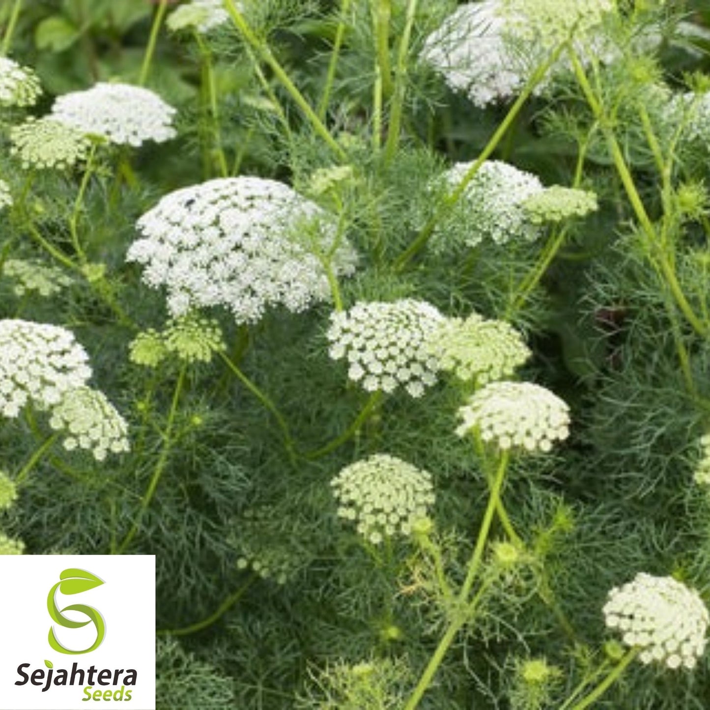 300+ Bishop’s Flower Seeds - Ammi Majus, Elegant White Blooms