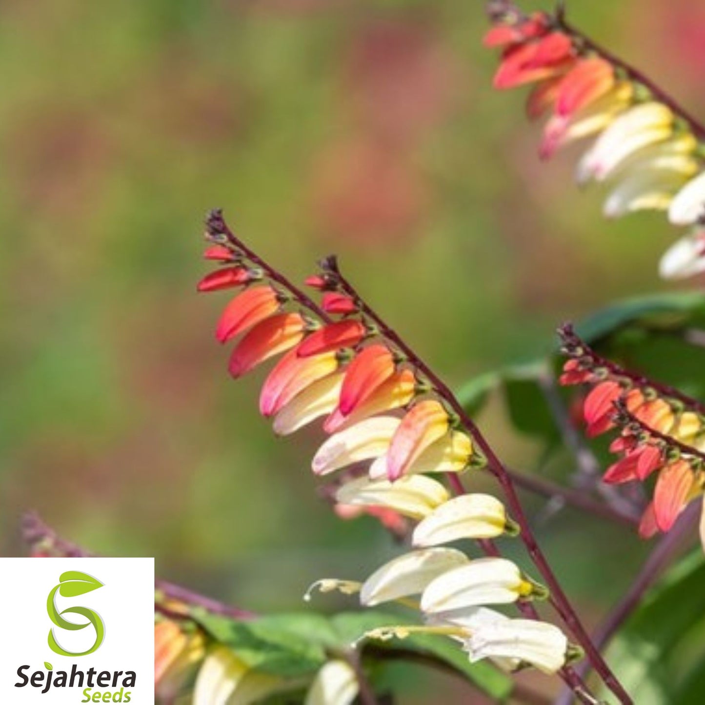 10+ Spanish Flag Vine Seeds - Mina Lobata, Exotic Climber, Fast-Growing Blooms