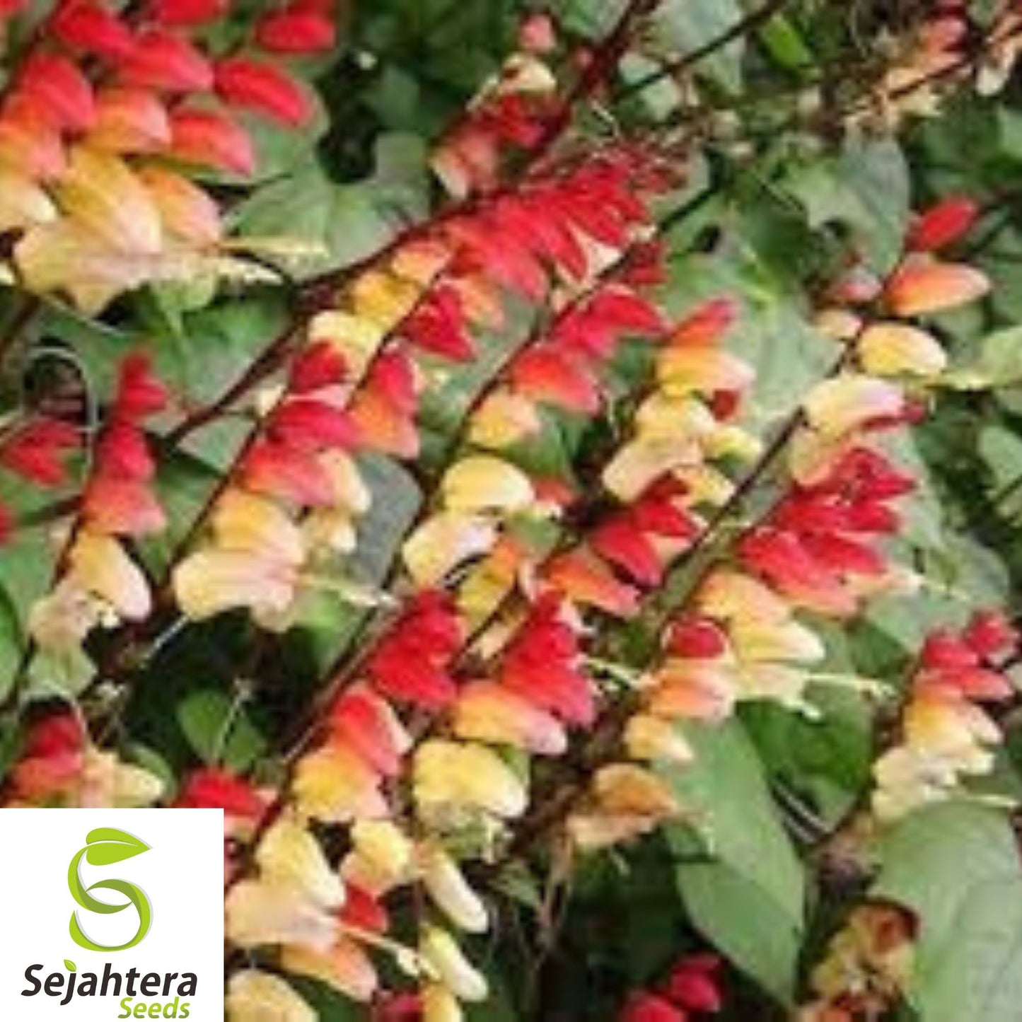 10+ Spanish Flag Vine Seeds - Mina Lobata, Exotic Climber, Fast-Growing Blooms