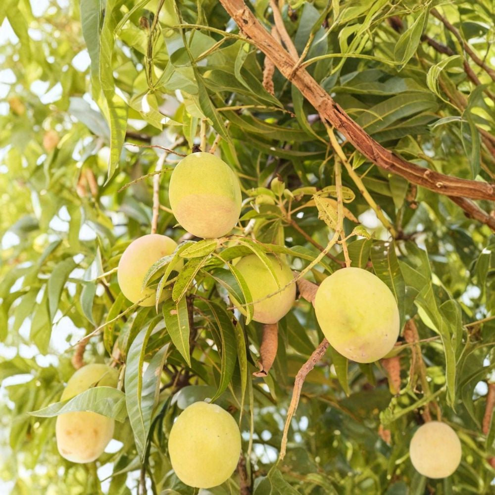 Tebow Mango Tree – Mangifera indica Grafted Live Tree | 3 Ft Tall | Includes 3-Gal Nursery Pot Mid–Late Season Variety | Sweet & Low Fiber | Fast Growing