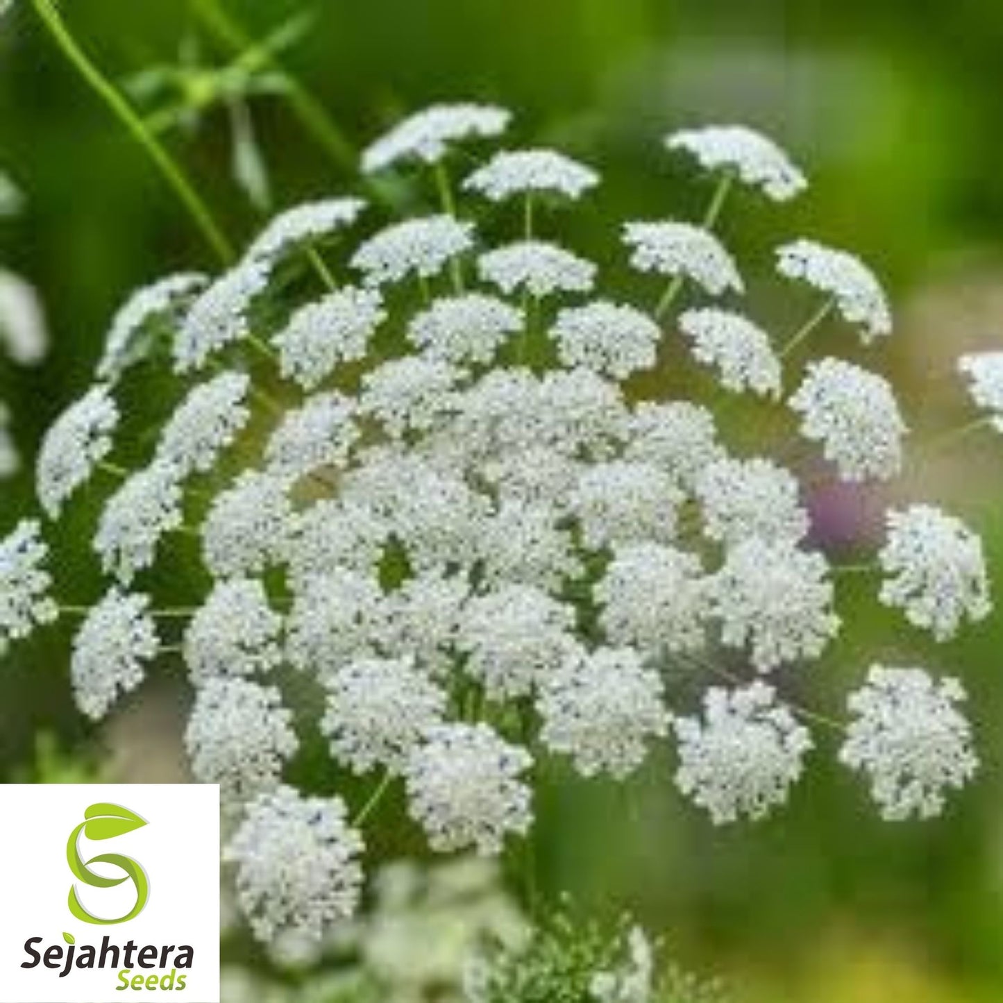 300+ Bishop’s Flower Seeds - Ammi Majus, Elegant White Blooms