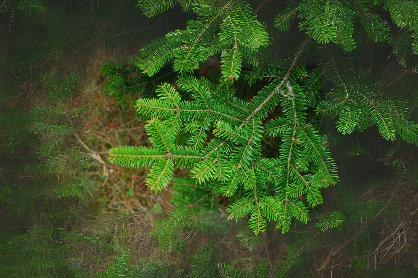 Canaan Fir (Abies balsamea var. phanerolepis WV Canaan)