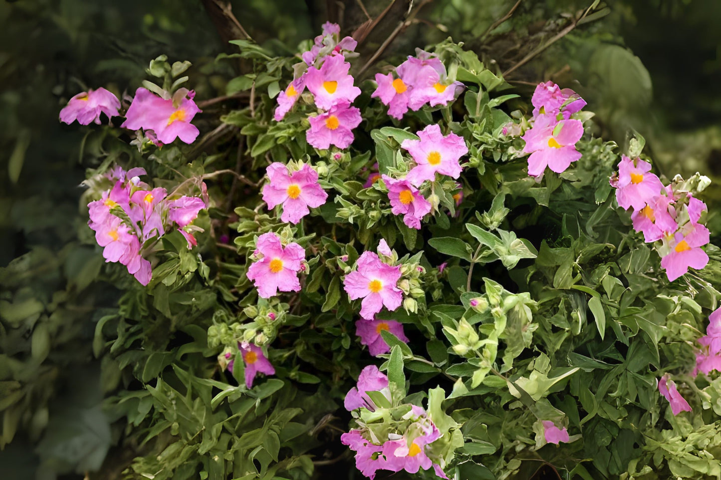 Grey-leaved Cistus White-leaved Rock Rose (Cistus albidus)