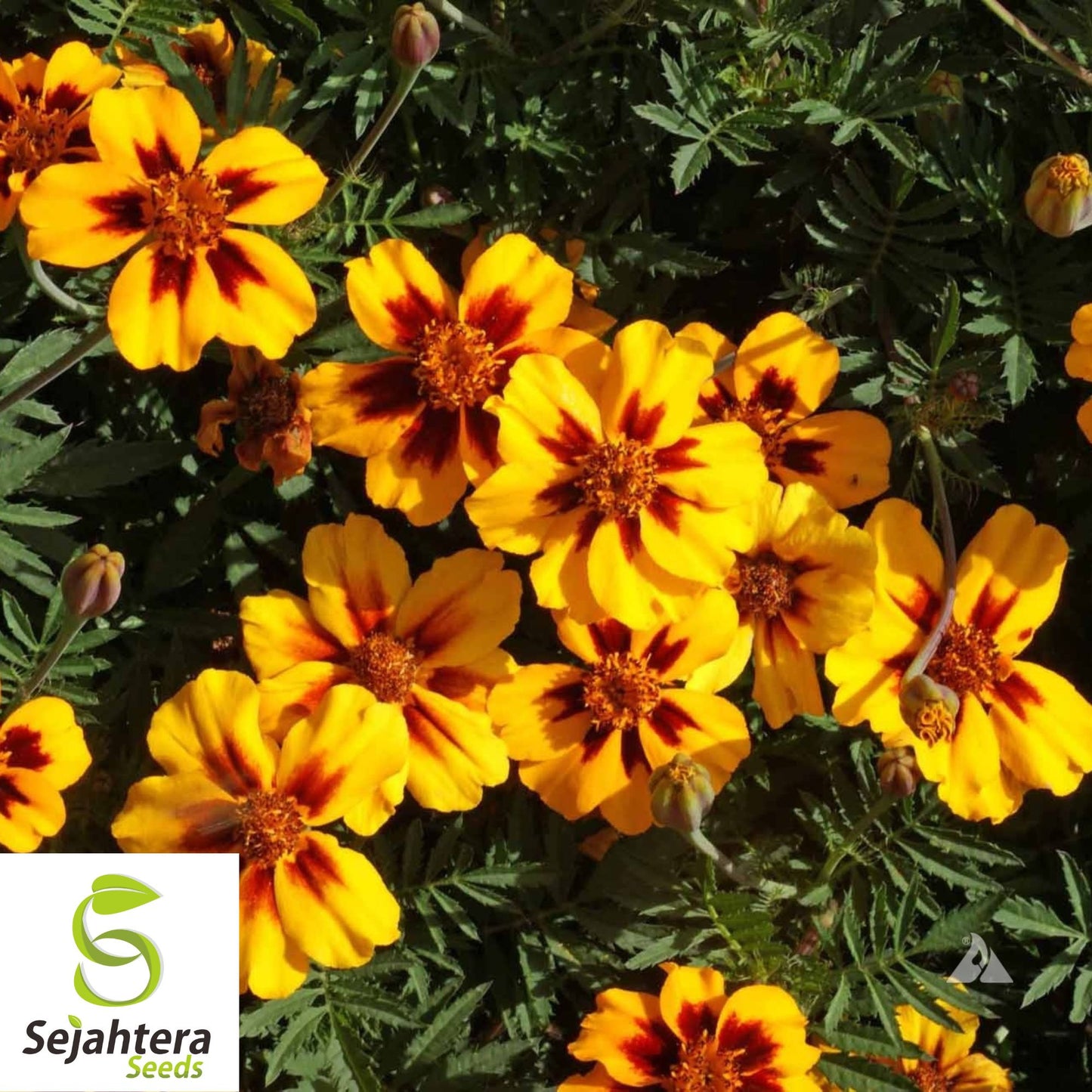 French Marigold 'Naughty Marietta' Seeds - 300+ Heirloom Dwarf Variety - Non-GMO