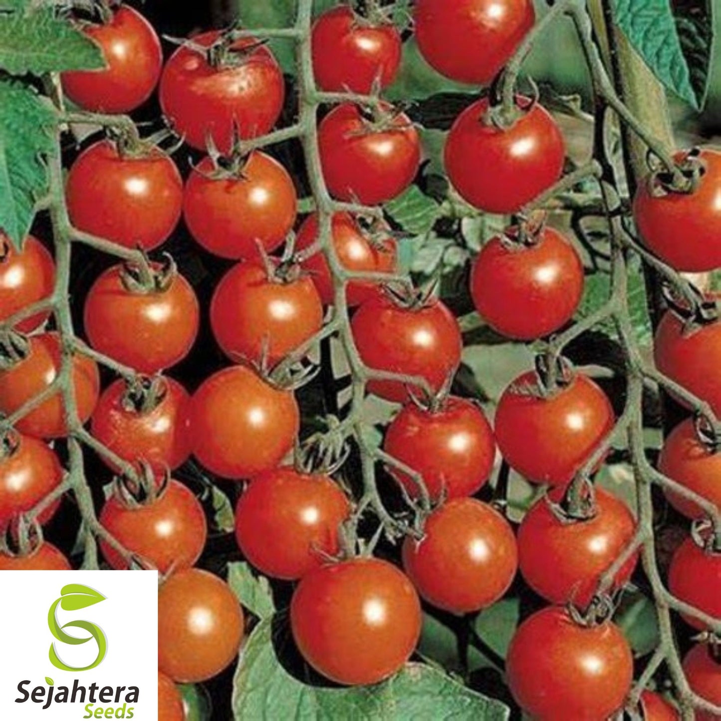 30+ Sugar Bomb Cherry Tomato Seeds - Heirloom, Organic, Non-GMO, Sweet & Juicy
