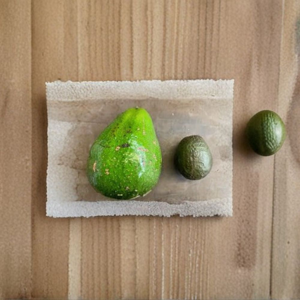 Dwarf Cold Hardy Avozilla Avocado – Persea americana Live Avocado Tree | Shipped via USPS Ground Advantage Australia’s Largest Avocado Variety | Compact Growth | Rich, Delicious Flavor