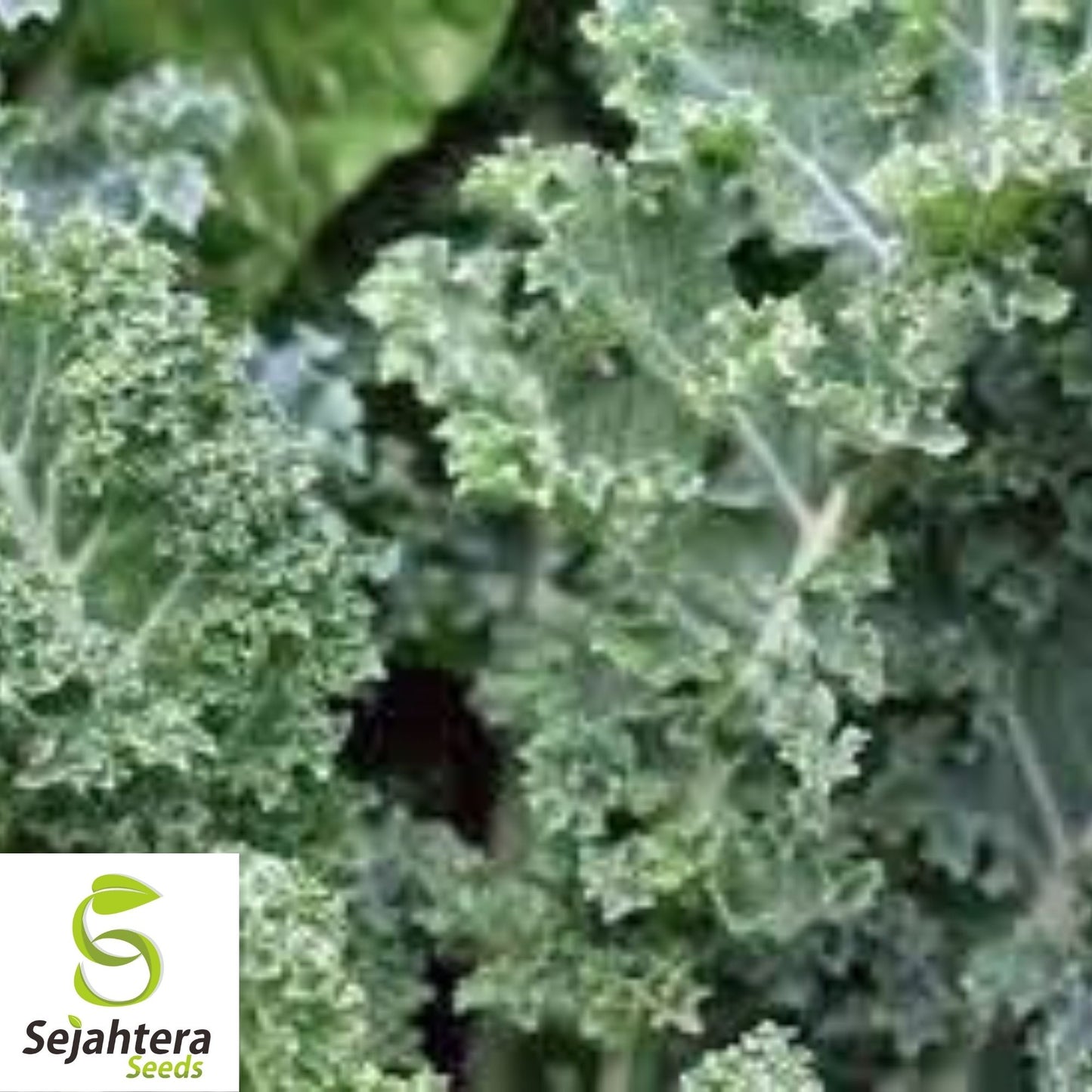 Dwarf Siberian Kale Seeds 500+ | Vegetable Garden NON-GMO USA