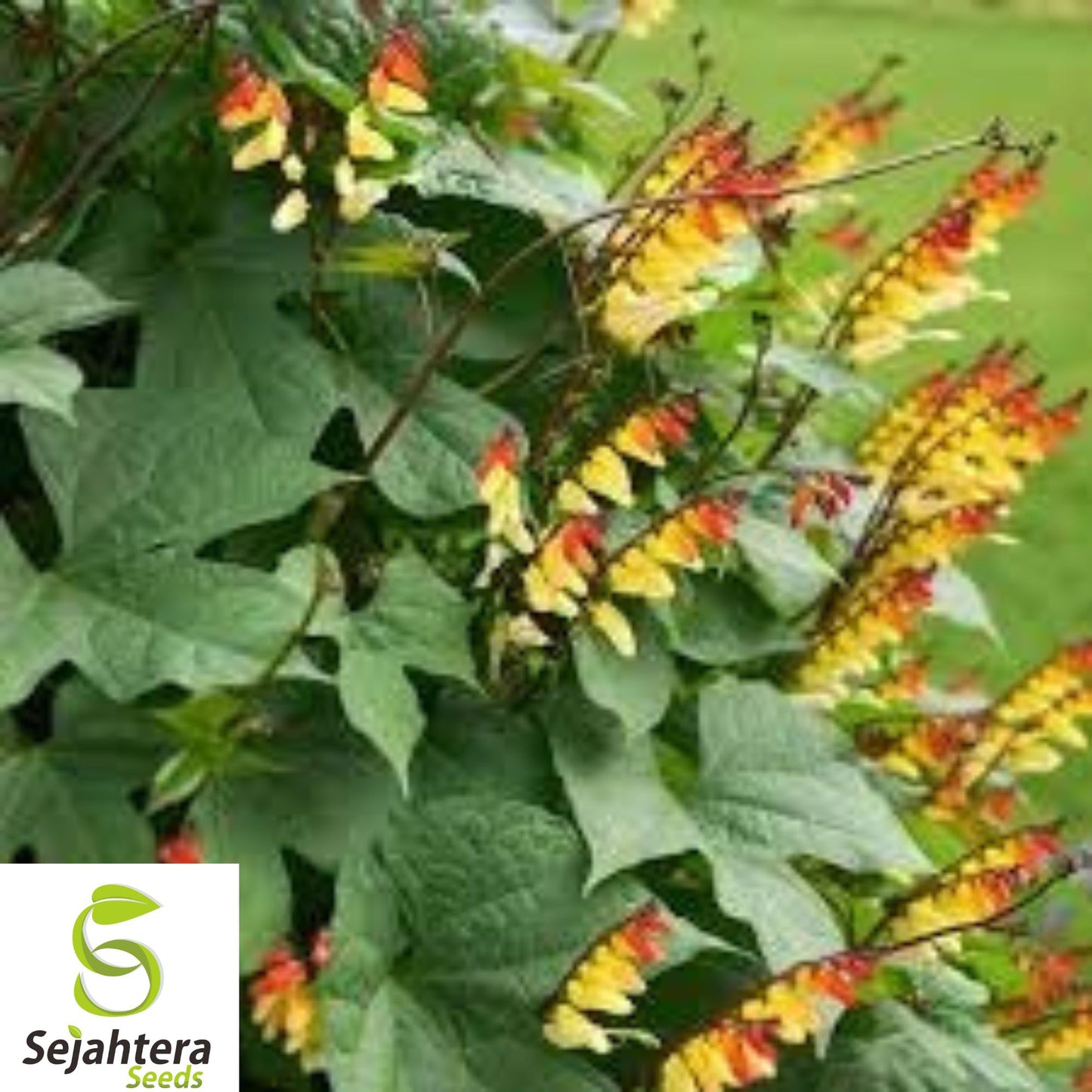 10+ Spanish Flag Vine Seeds - Mina Lobata, Exotic Climber, Fast-Growing Blooms
