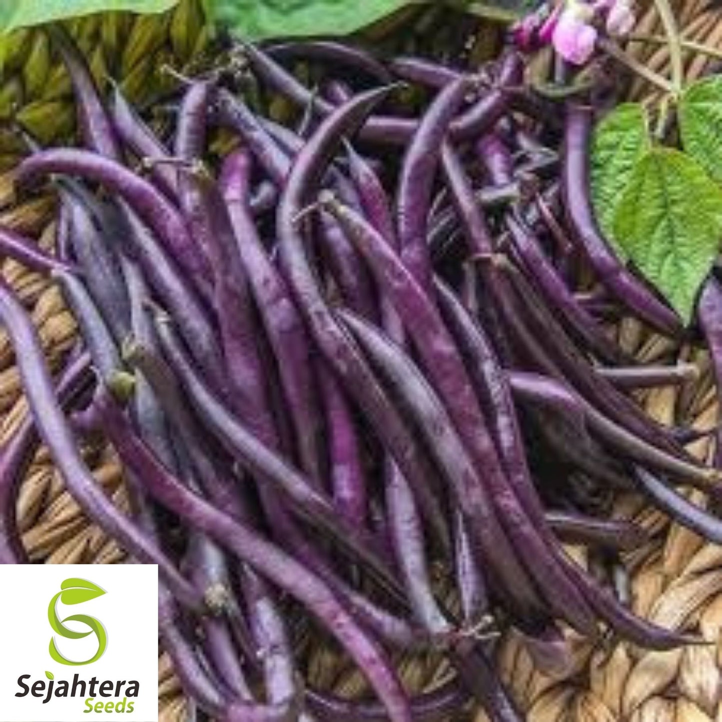 Royal Burgundy Bean Seeds 50 Ct | Purple Bush Heirloom Vegetable USA