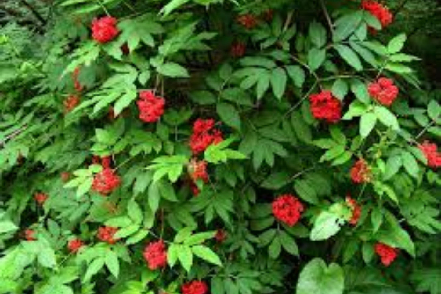European Red Elderberry (Sambucus racemosa)