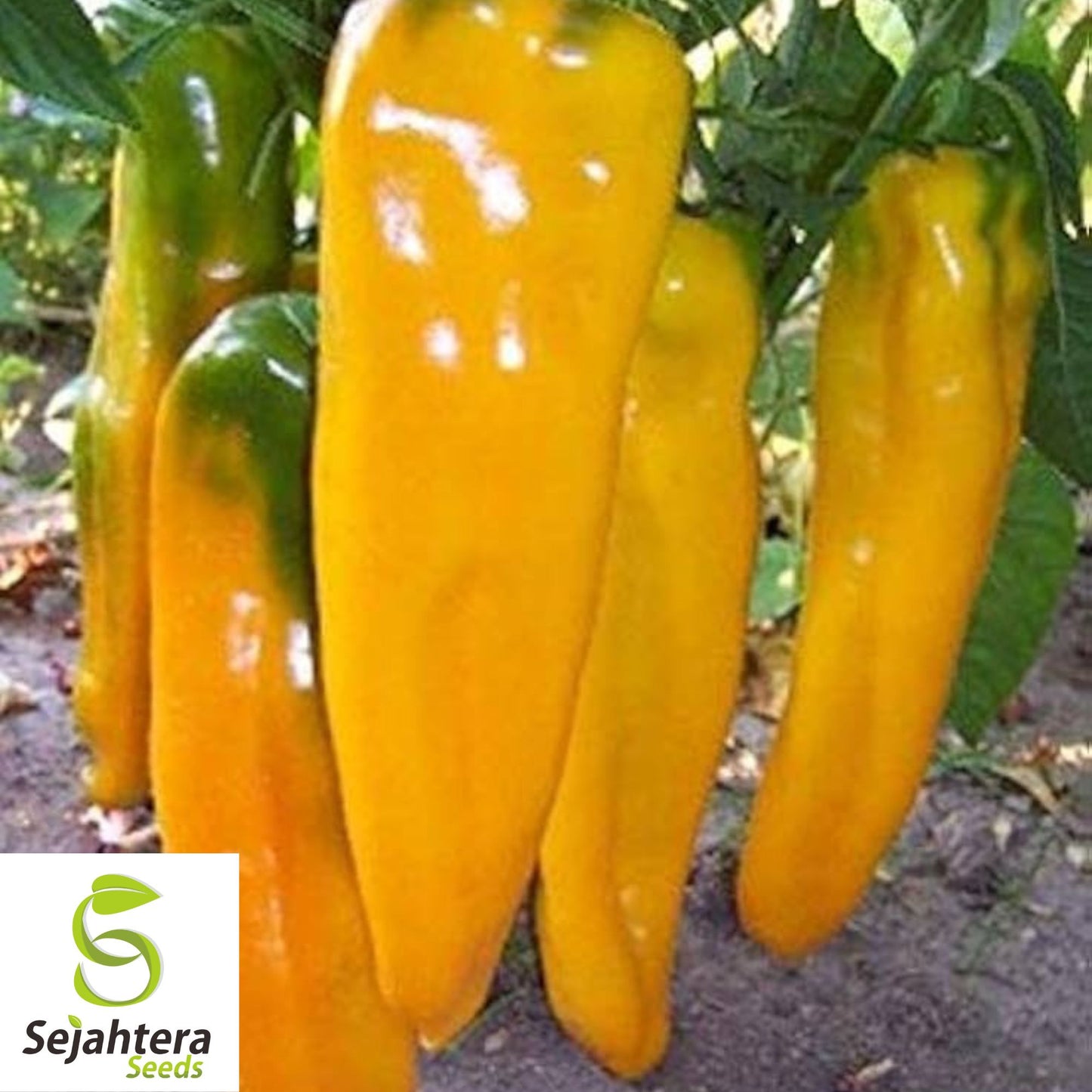 50+ Golden Marconi Sweet Pepper Seeds - Non-GMO, Heirloom, Sweet & Mild