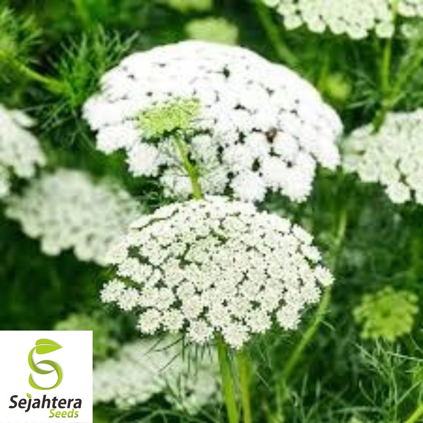 300+ Bishop’s Flower Seeds - Ammi Majus, Elegant White Blooms