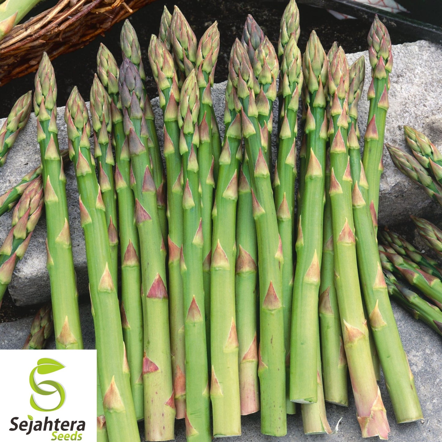 1000+ Mary Washington Asparagus Seeds – Heirloom, Organic, Non-GMO, High-Yield & Fresh