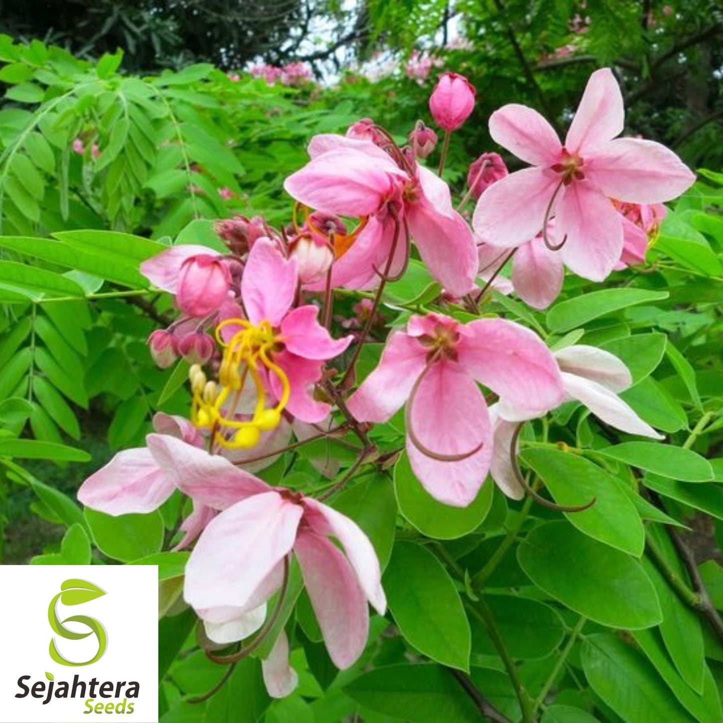 Apple Blossom Tree Seeds {Cassia javanica} 10 Seeds