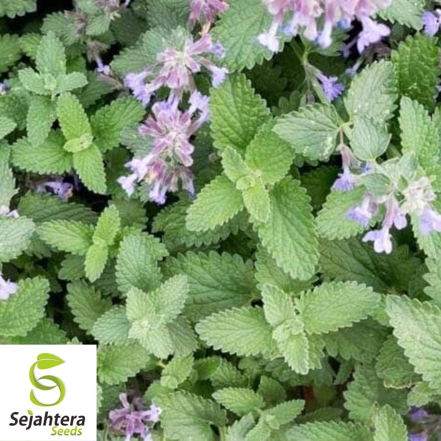 Catnip Seeds - 200+ Heirloom, Perennial, Non-GMO, Bug-Repelling & Medicinal Herb