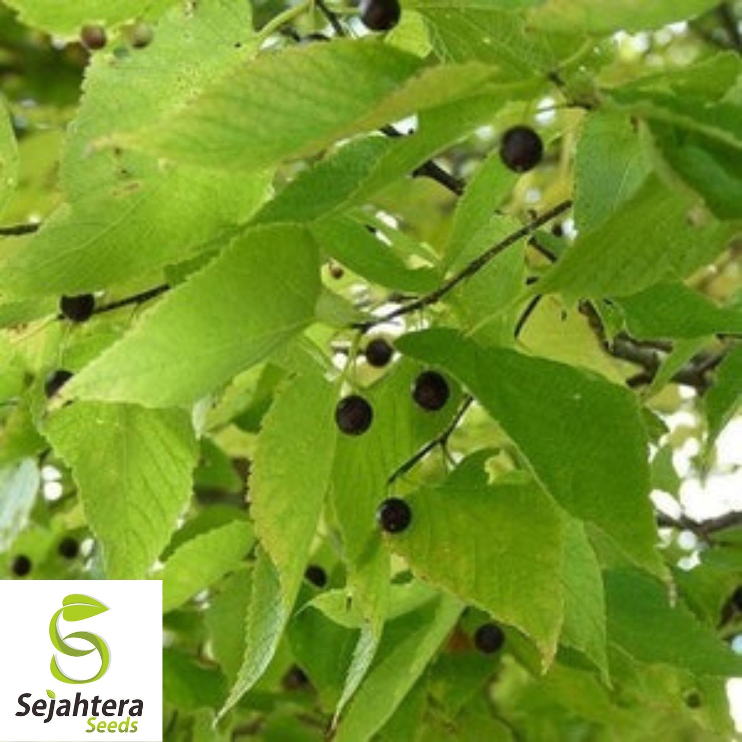 Sugarberry Tree Seeds {Celtis laevigata} 1st Year Fruit 10 Seeds