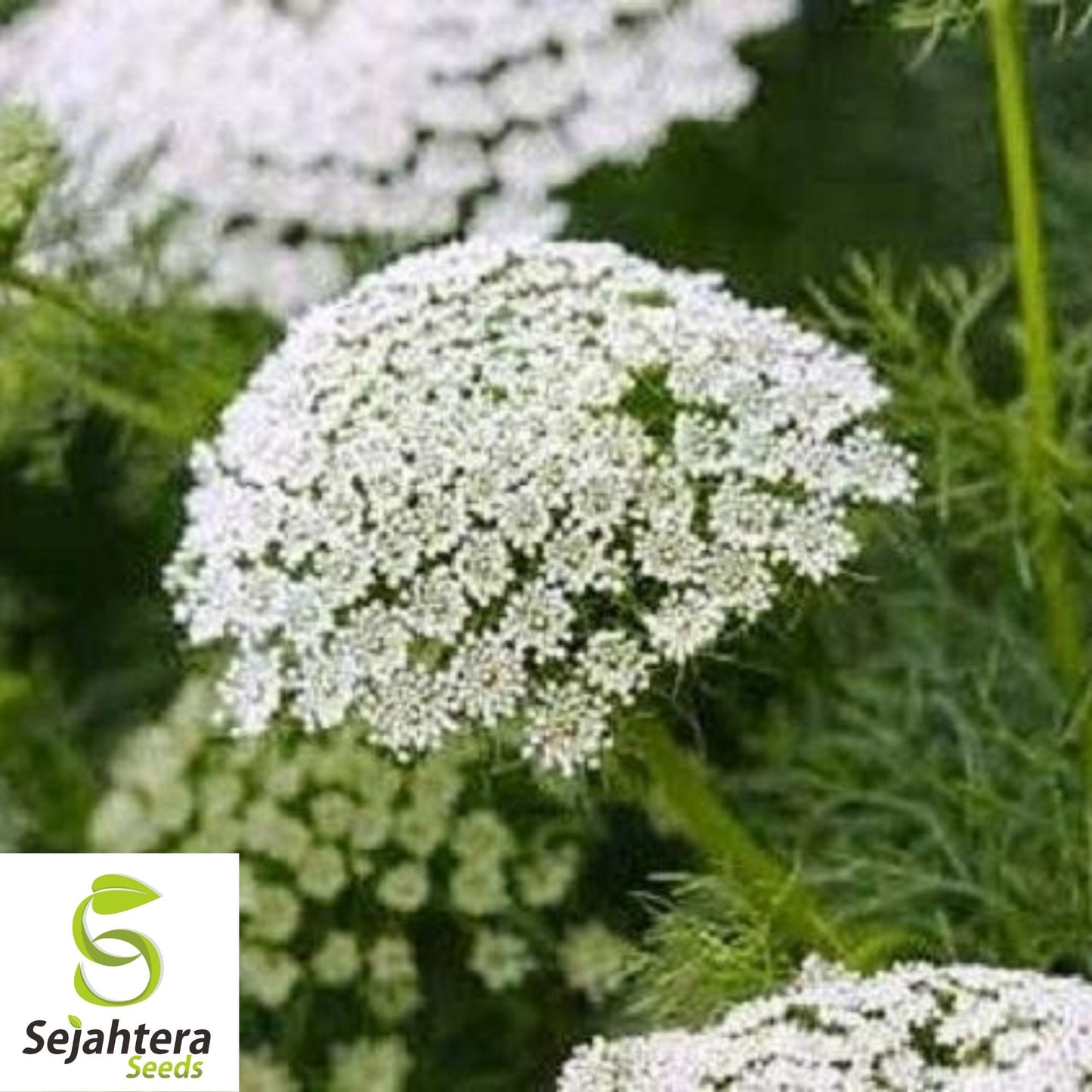 300+ Bishop’s Flower Seeds - Ammi Majus, Elegant White Blooms