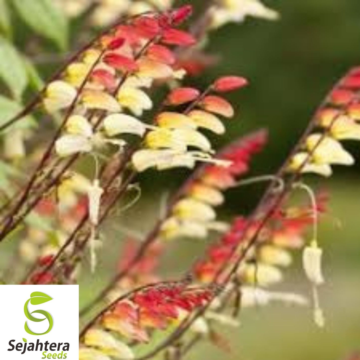 10+ Spanish Flag Vine Seeds - Mina Lobata, Exotic Climber, Fast-Growing Blooms