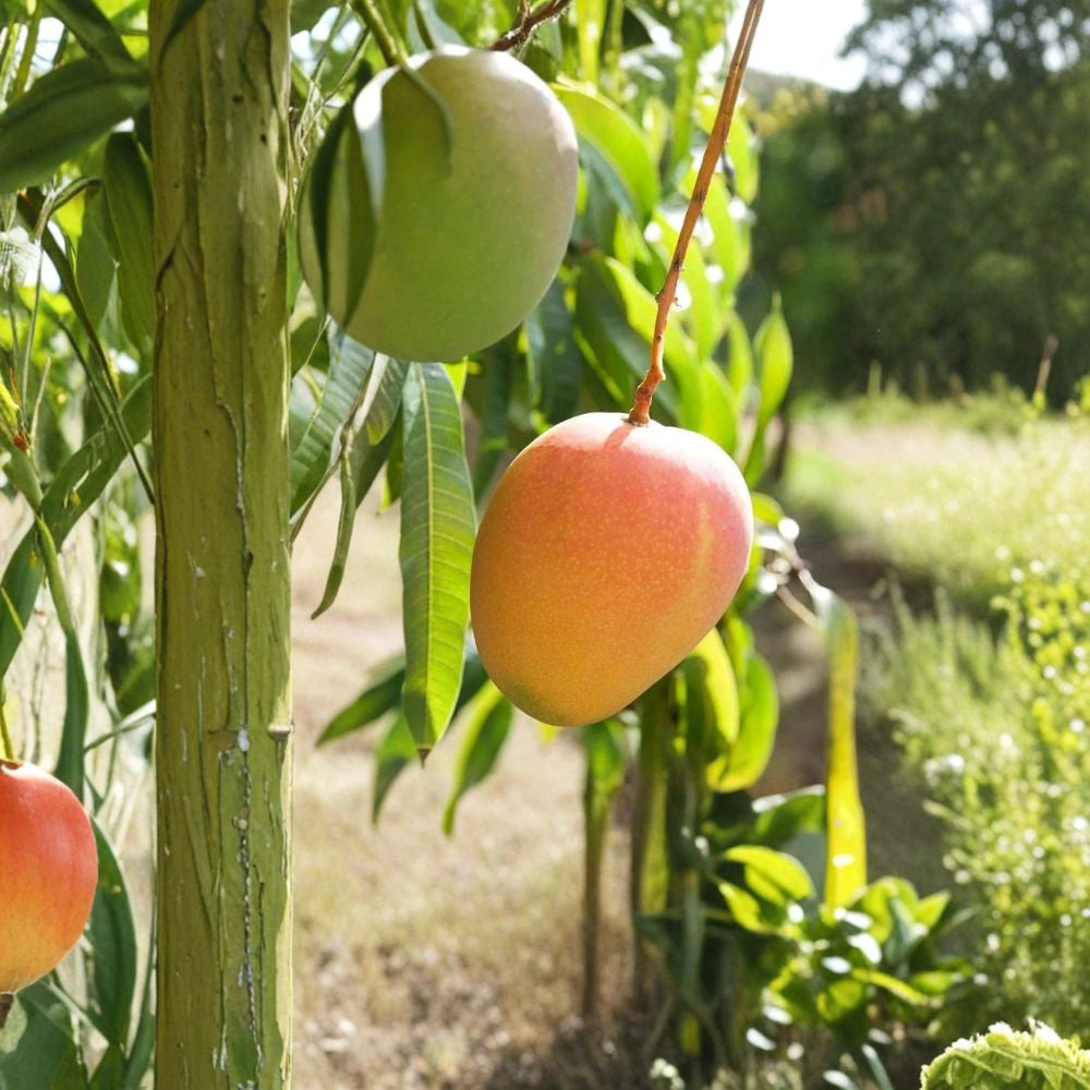 Honey Kiss Mango Tree – Mangifera indica Grafted Live Tree | 1.5–3 Ft Tall | Nursery Bag Ready for Transplant Late Season Variety | Sweet & Rich Flavor | Compact Growth Habit