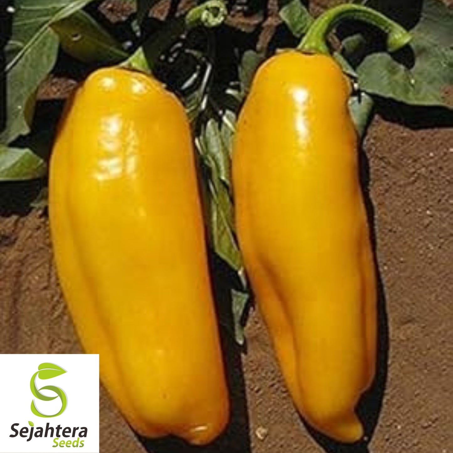 50+ Golden Marconi Sweet Pepper Seeds - Non-GMO, Heirloom, Sweet & Mild