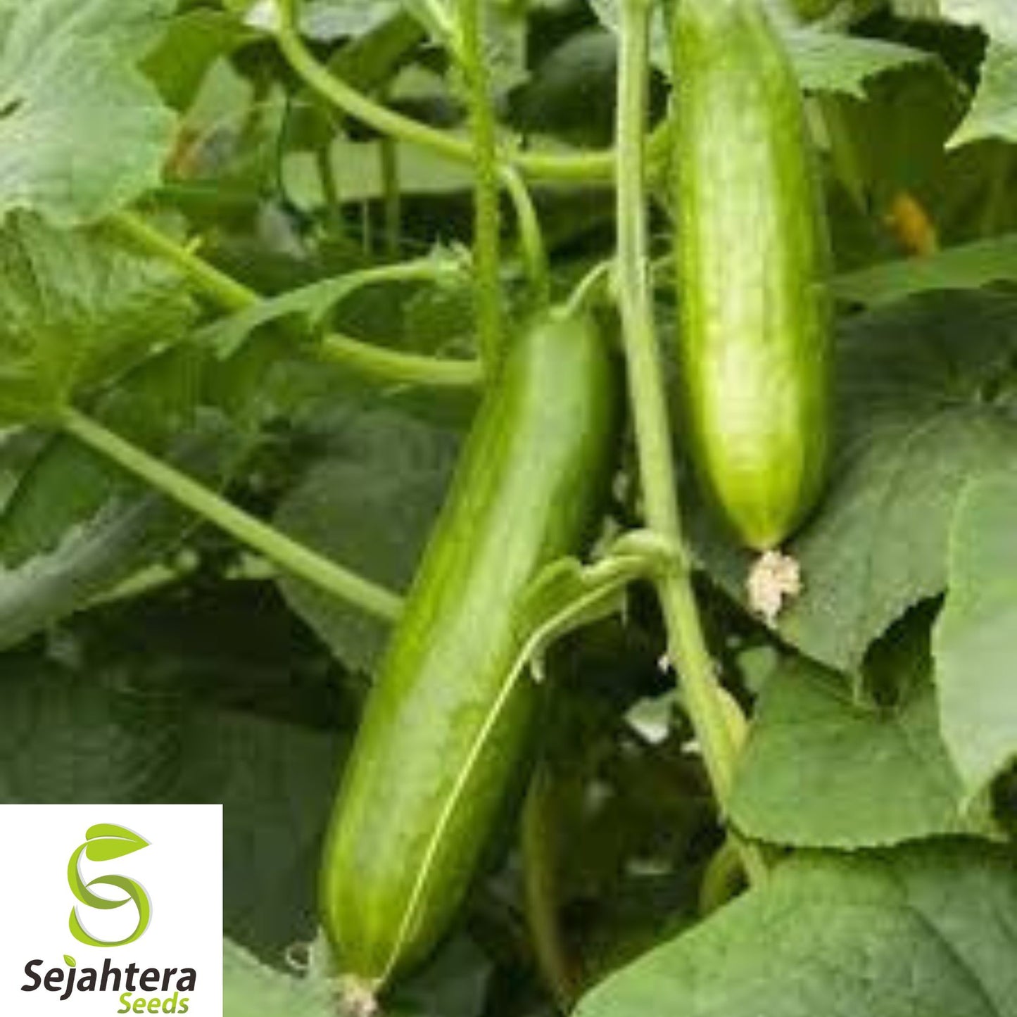 100+ Muncher Cucumber Seeds - Heirloom, Organic, Non-GMO, Crisp & Burpless Variety