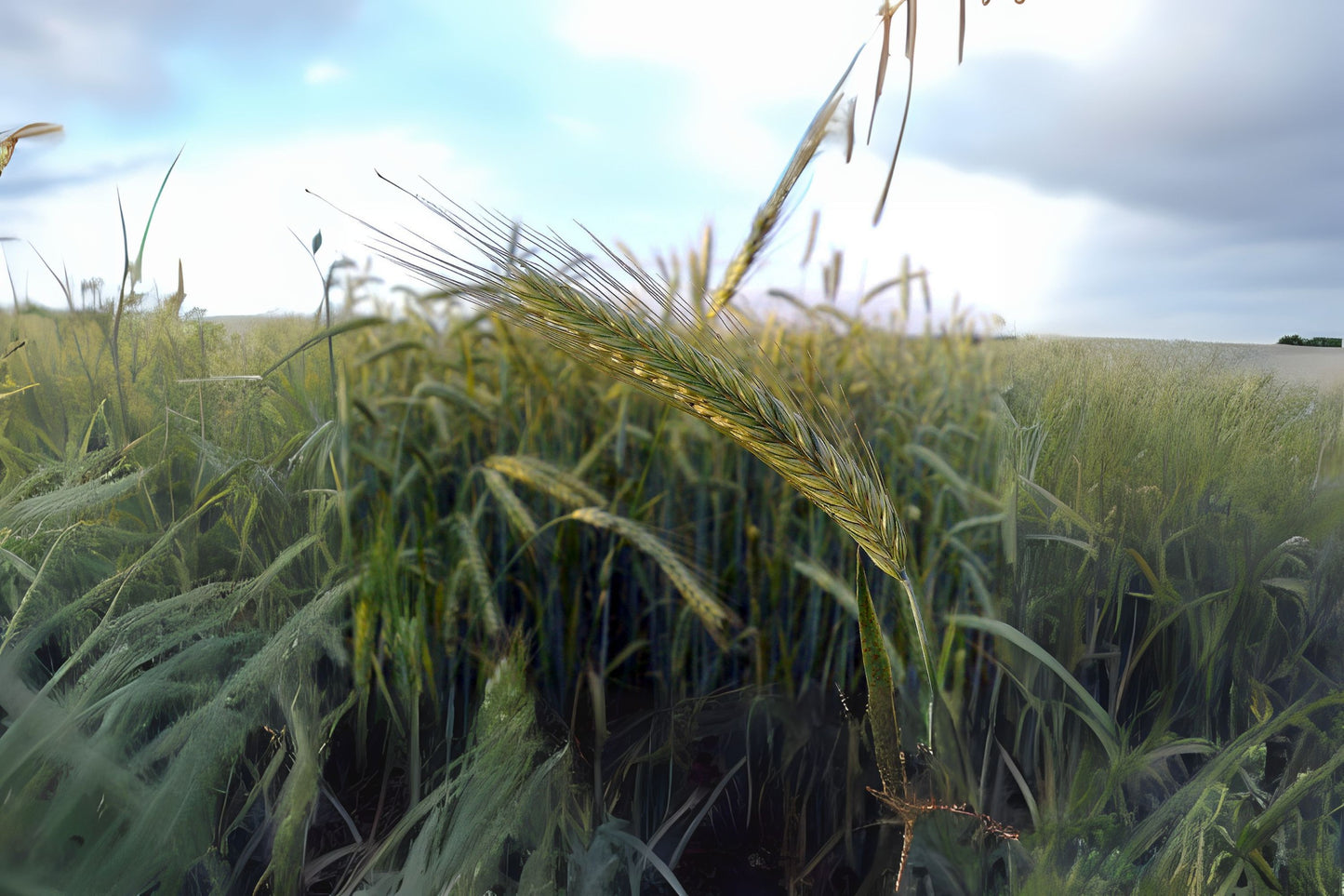 Cereal Rye Cultivated Rye (Secale cereale)