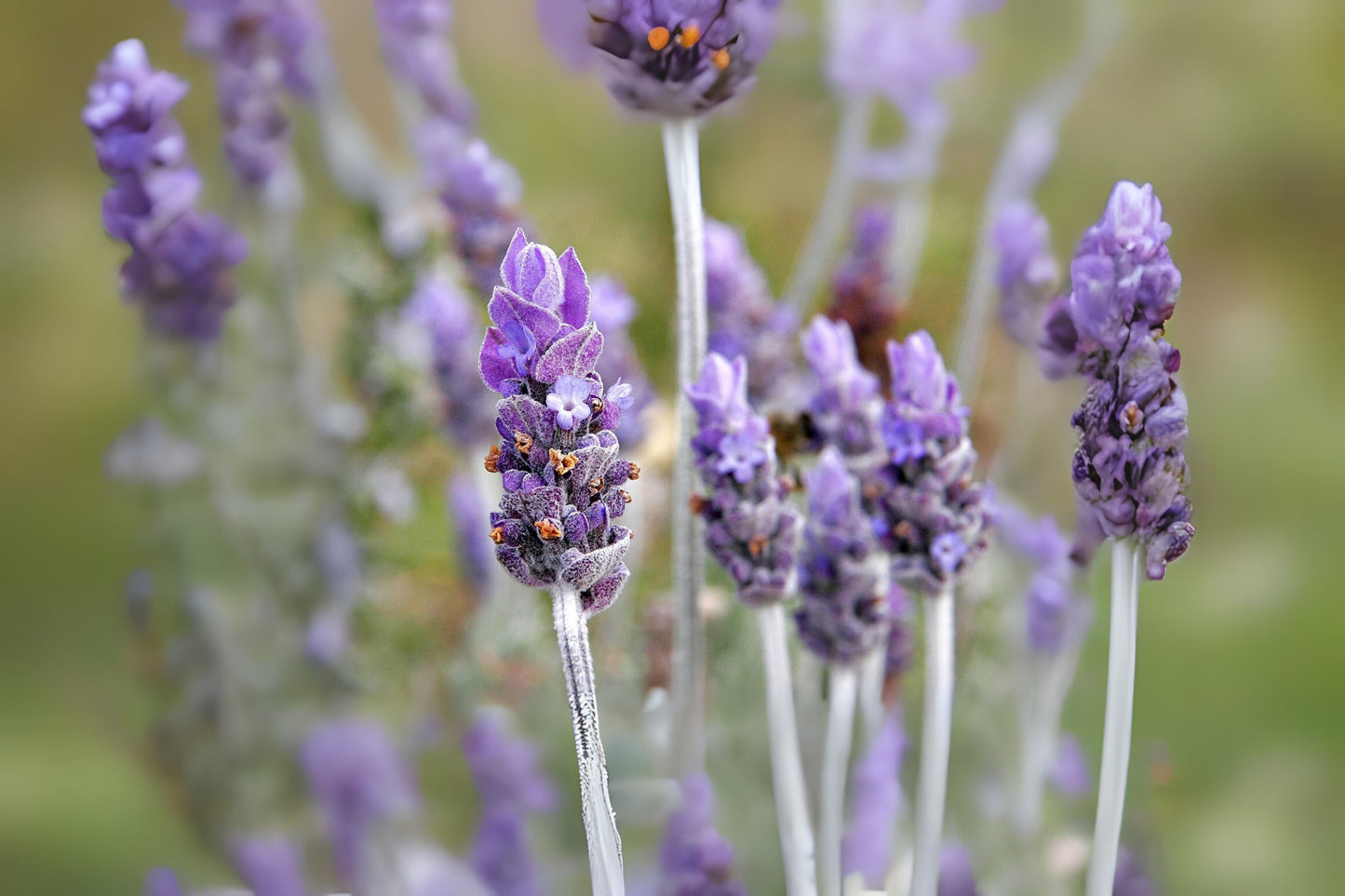 Common Lavender English True Lavender (Lavandula angustifolia subsp. Angustifolia)