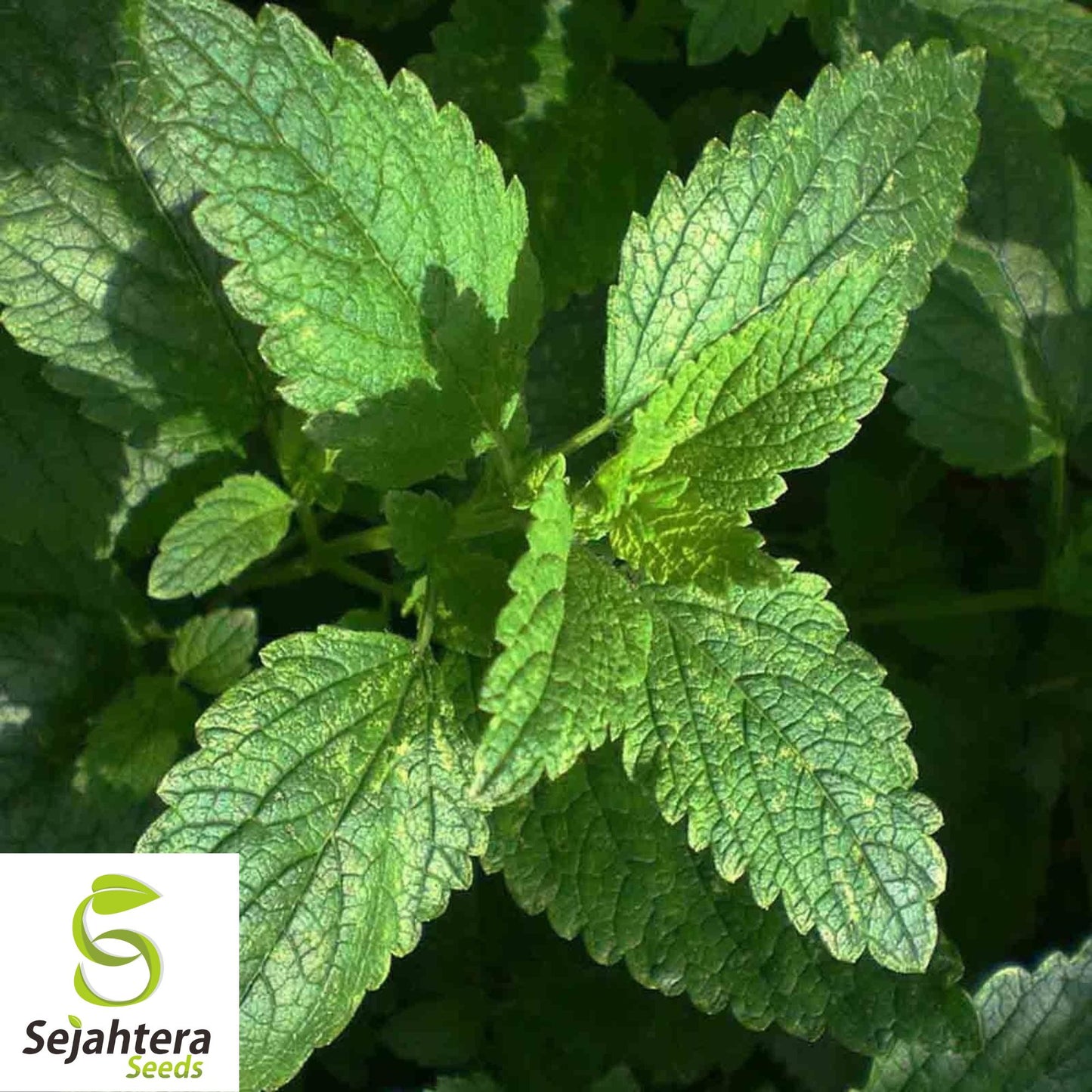 500+ Lemon Balm Seeds - Herb, Perennial & Natural Mosquito Repellent