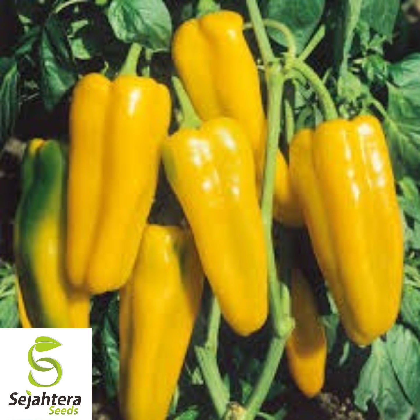 50+ Golden Marconi Sweet Pepper Seeds - Non-GMO, Heirloom, Sweet & Mild