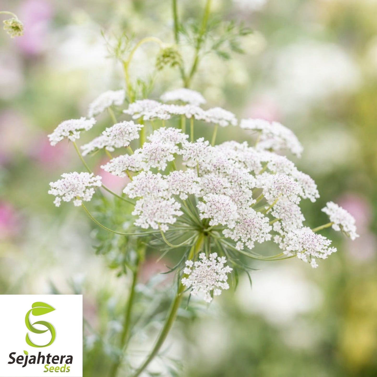 300+ Bishop’s Flower Seeds - Ammi Majus, Elegant White Blooms
