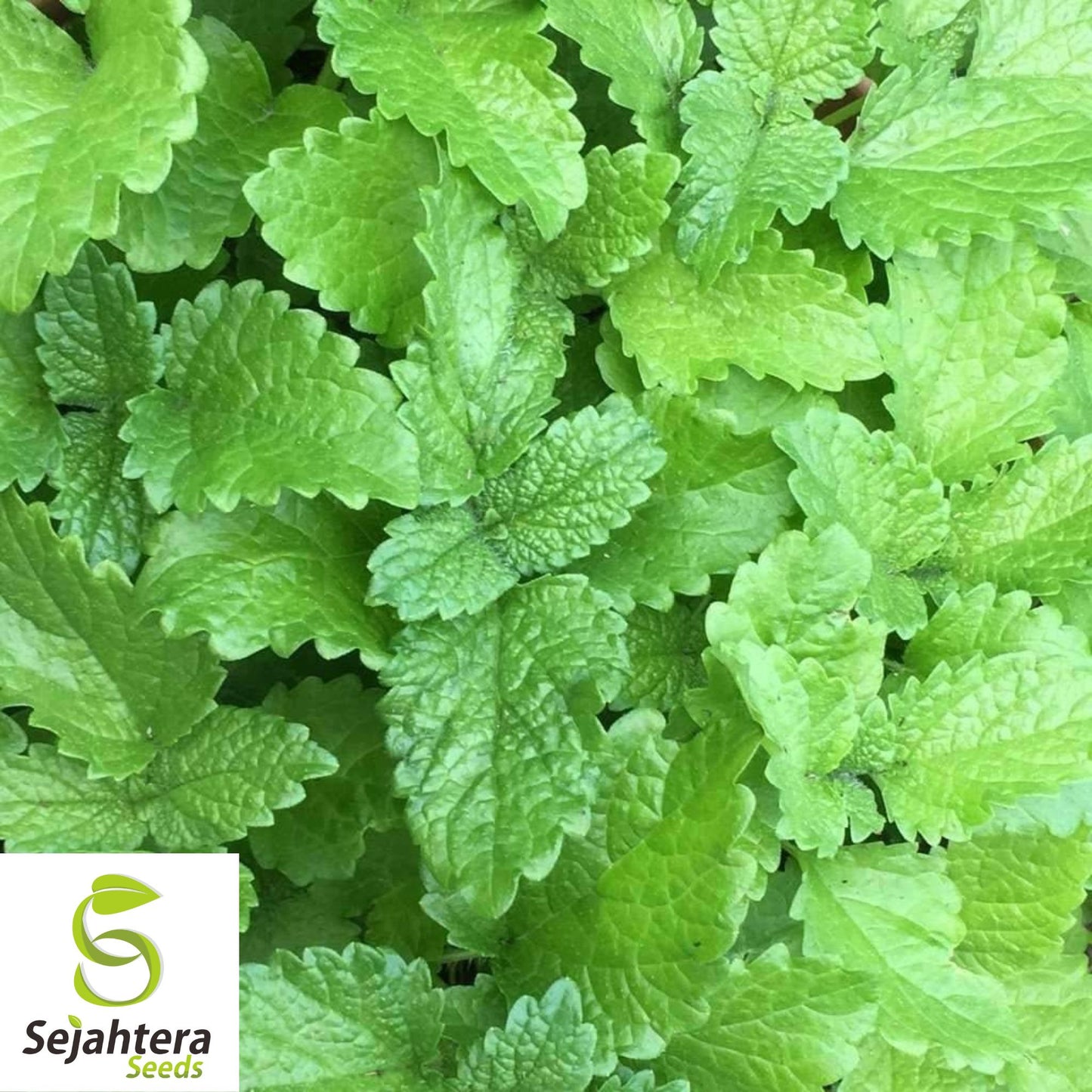 500+ Lemon Balm Seeds - Herb, Perennial & Natural Mosquito Repellent