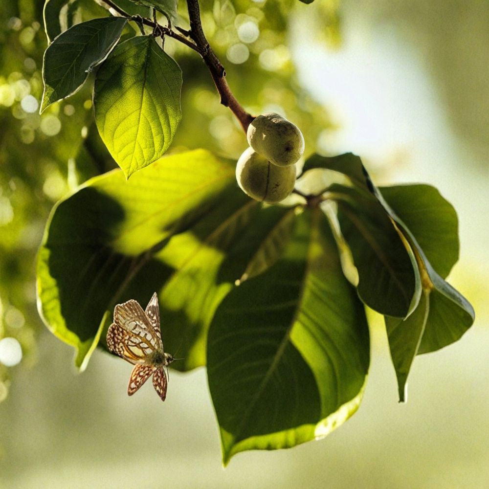 Pawpaw Tree – Asimina triloba Live Plant | 30+ Inches Tall | 3.5" x 9" Air Prune Pot Cold Hardy Native Fruit | Tropical Flavor | Potted, Not Bare Root