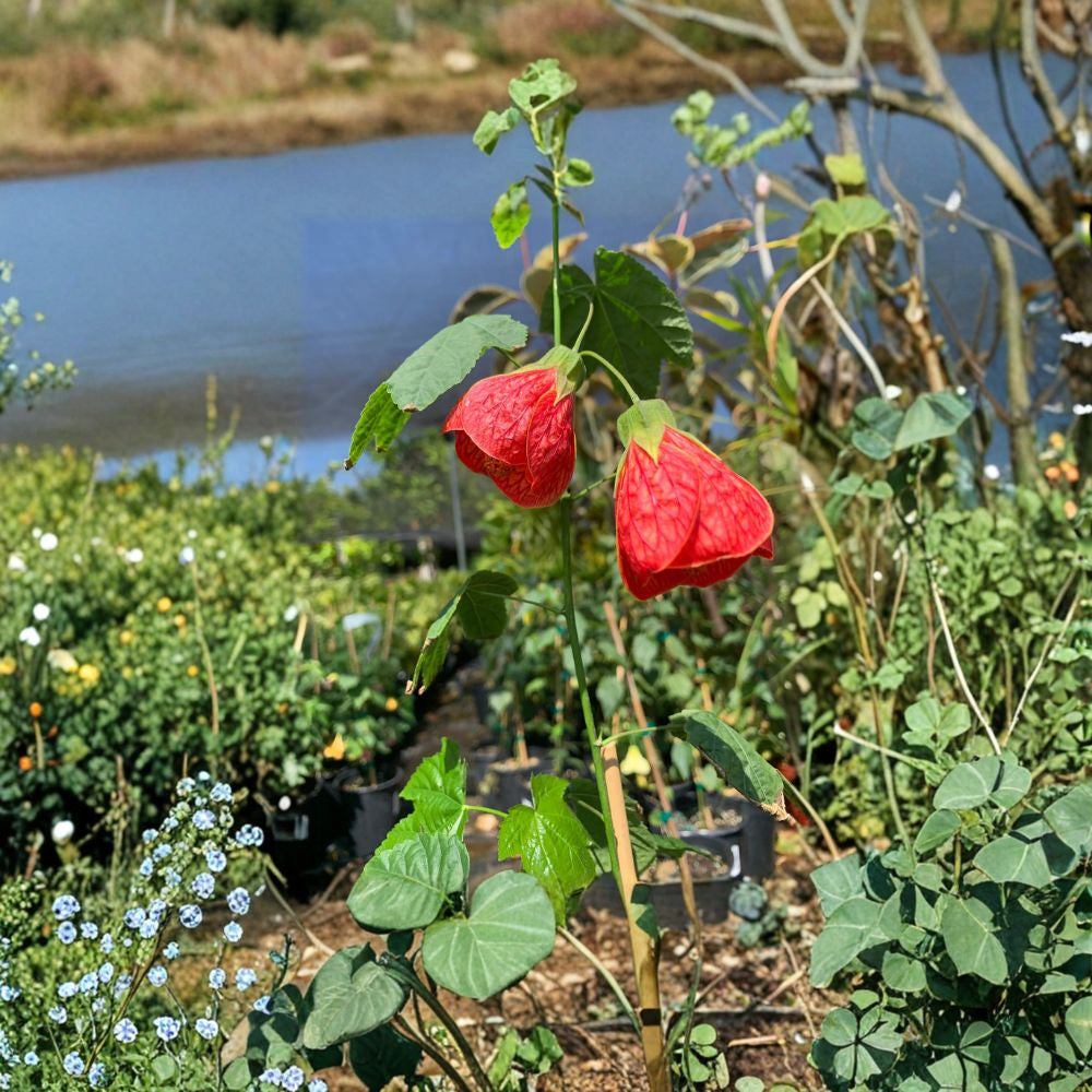 Abutilon ‘Sangria’ – Flowering Maple Live Flowering Plant | 2–3 Feet Tall | Ships in 6 Inch Pot Red-Veined Blooms | Hummingbird Favorite | Long Blooming Plant