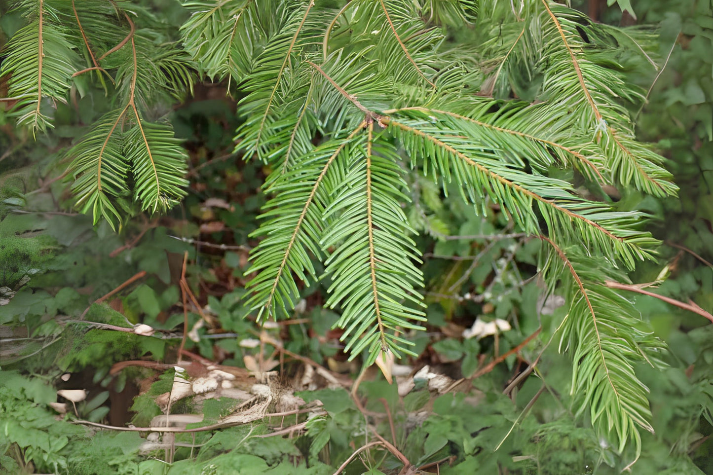 Clearwater Grand Fir Giant Fir (Abies grandis Inland Ecotype)