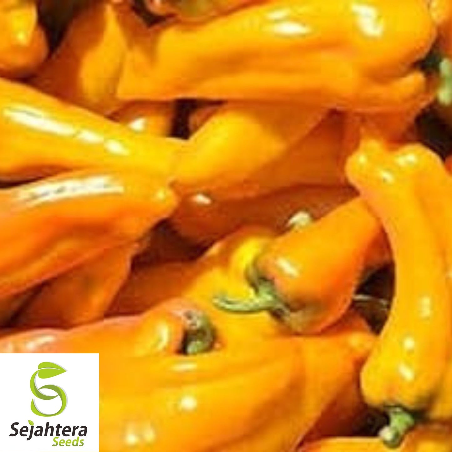 50+ Golden Marconi Sweet Pepper Seeds - Non-GMO, Heirloom, Sweet & Mild