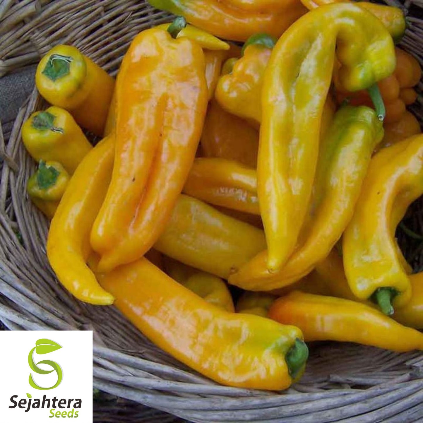50+ Golden Marconi Sweet Pepper Seeds - Non-GMO, Heirloom, Sweet & Mild