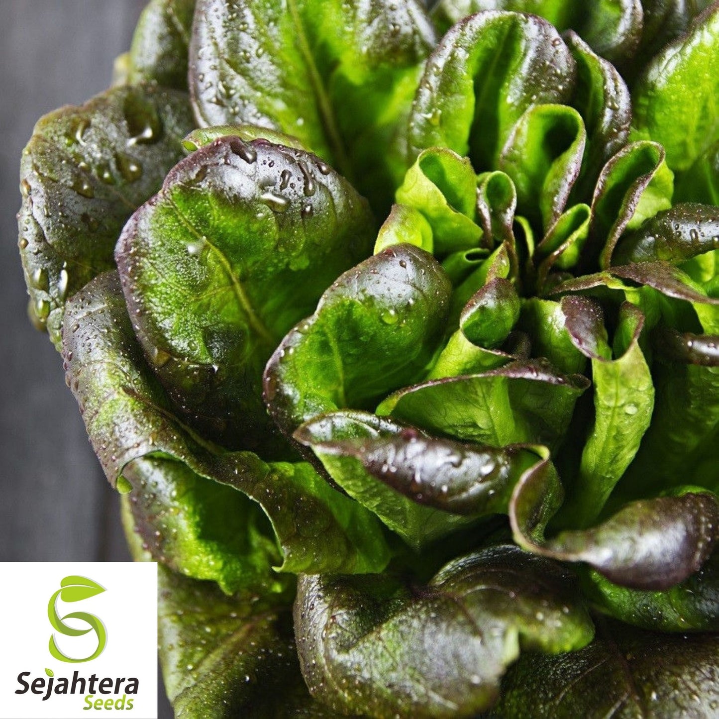 Bronze Mignonette Lettuce Seeds 600+ | Heirloom Vegetable NON-GMO USA