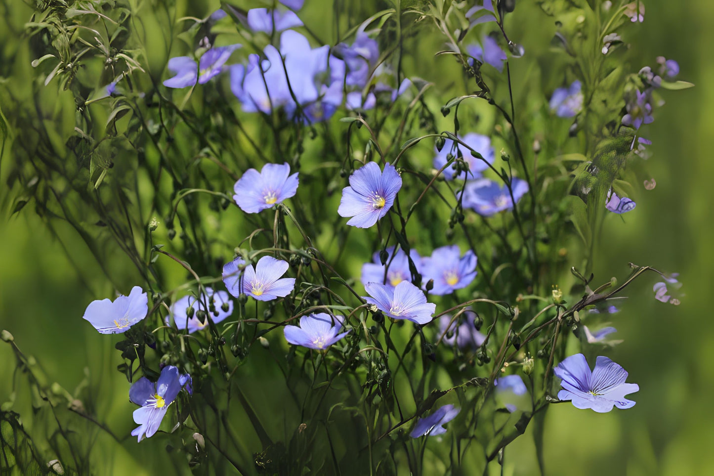 Common Flax Linseed (Linum usitatissimum)